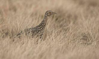 macchiato tinamou uccello nel las pampa, argentina foto