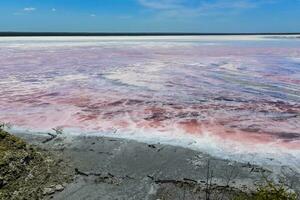 sale campo nel dunaliella salina, argentina foto