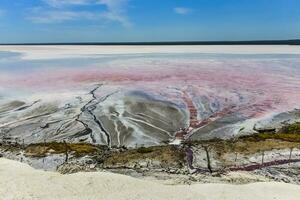 sale campo nel dunaliella salina, argentina foto