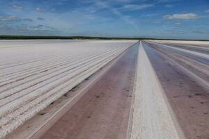 sale campo nel dunaliella salina, argentina foto