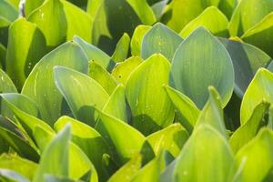 vegetazione nel pantanale, brasile foto