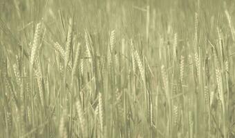 campo di erba di grano foto