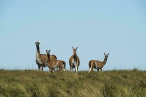 guanachi nel chile foto