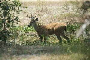 cervo nel brasiliano pantanal foto