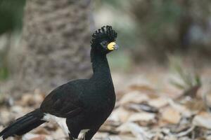 bellissimo uccello nel brasiliano pantanal foto