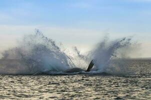 grande balena salto nel il acqua foto