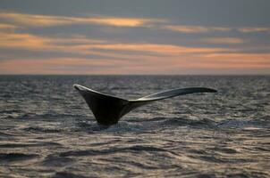 uccisore balene su il superficie, penisola Valdes, patagonia, argentina. foto