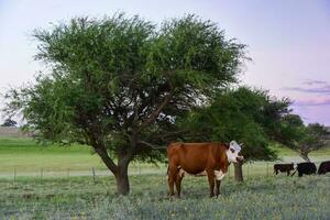 Toro allevamento nel il argentino campagna foto