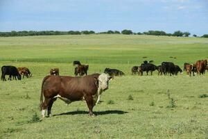 Toro allevamento nel il argentino campagna foto