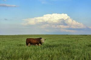 Toro allevamento nel il argentino campagna foto