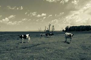 Toro allevamento nel il argentino campagna foto