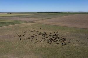 Toro allevamento nel il argentino campagna foto