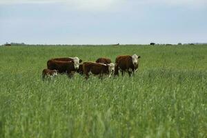 Toro allevamento nel il argentino campagna foto