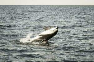 delfino nel il acqua foto