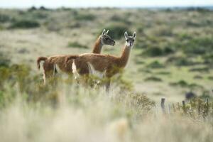 guanaco mammifero nel il selvaggio, Sud America foto