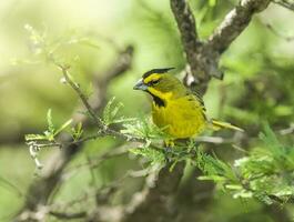 poco giallo uccello nel argentino pampa foto