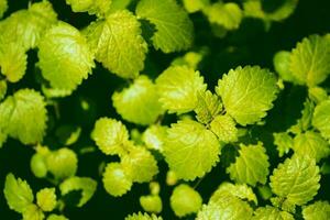 bellissimo verde le foglie di melissa. foto