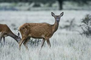 rosso cervo nel luro natura Riserva foto