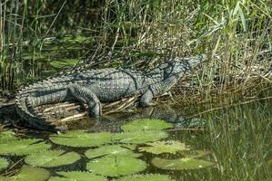 Nilo coccodrillo nel il acqua foto