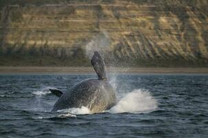 balena nel patagonia, argentina foto