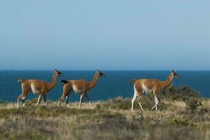 Due llamas in piedi nel il erba vicino il oceano foto