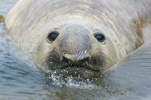 un' foca con suo testa su di il acqua foto