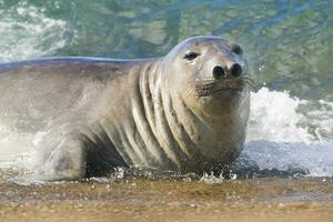 un' foca è spruzzi nel il oceano foto