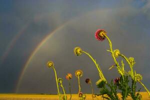 un' campo con fiori e un' arcobaleno nel il sfondo foto