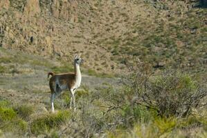 un' gruppo di llamas in piedi nel il erba foto