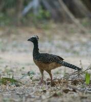 bellissimo uccello nel brasiliano pantanal foto