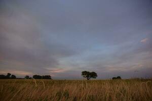 un' solitario albero sta nel un' campo a tramonto foto