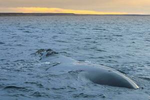 grande balena nel il acqua foto