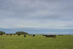 Toro allevamento nel il argentino campagna foto