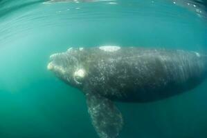 elefante foca nel chabut, patagonia foto