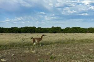 guanaco animale nel il selvaggio, pampa, argentina foto