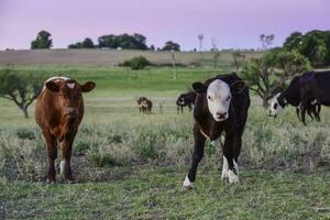 Toro allevamento nel il argentino campagna foto