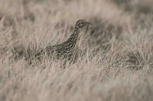 macchiato tinamou uccello nel las pampa, argentina foto