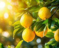 verde e giallo naturale sfondo con limoni foto