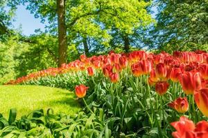 tulipani dai Paesi Bassi foto