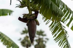 messa a fuoco su il Banana germogli. dell'asia migliore frutta tropicale frutta. sfondo Immagine, sfondo e copia spazio. Banana albero. crudo Banana su albero. foto