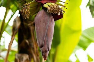 messa a fuoco su il Banana germogli. dell'asia migliore frutta tropicale frutta. sfondo Immagine, sfondo e copia spazio. Banana albero. crudo Banana su albero. foto