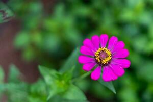 solitario rosa fiore su sfocato sfondo foto