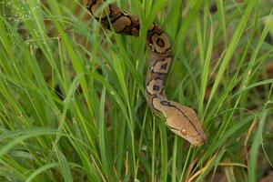 serpente boa nell'erba serpente boa constrictor sul ramo di un albero foto