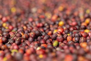chicchi di caffè rosso arabica freschi bacche e processo di essiccazione foto