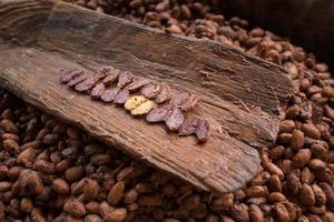 scegliendo le fave di cacao crude con la mano dell'uomo foto