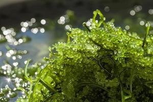 uva di mare caviale verde alghe cibo sano foto