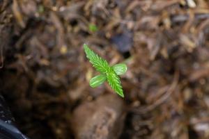 piantine di cannabis che stanno germogliando in sacchetti di semi foto