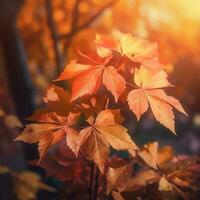 foglie di autunno nella foresta foto