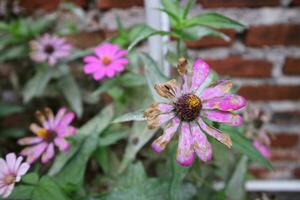 fotografie di fiori attaccato di parassiti e malattie