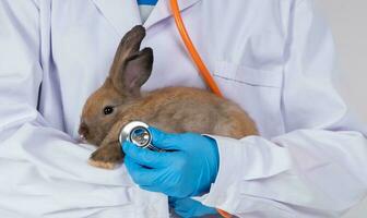 veterinari trasportare coniglio e uso stetoscopi per dai un'occhiata il soffice coniglio cuore e polmoni nel cliniche. concetto di animale assistenza sanitaria con un' professionale nel un' ospedale foto